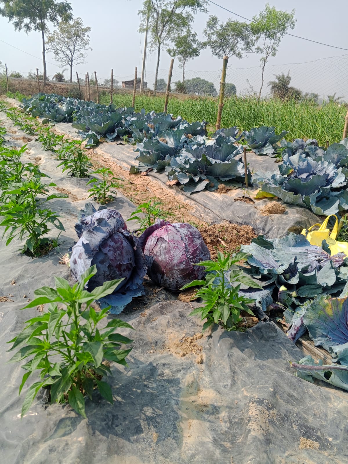 Agricultural Products